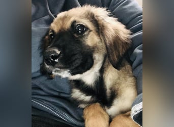 George der gechillte Mischlingsjunge