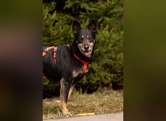 Kluge Dana sucht ihr warmes Körbchen