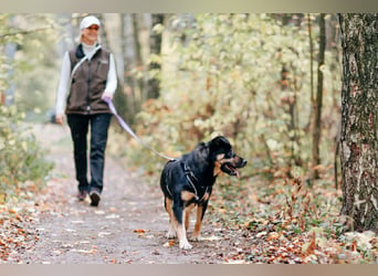 Hübsche Prada sucht liebevolles Zuhause