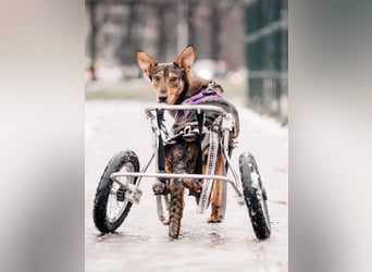 Besondere Miranda sucht ihre Familie