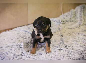 Welpe BELLA - ich möchte so gerne ein Teil deiner Familie sein!