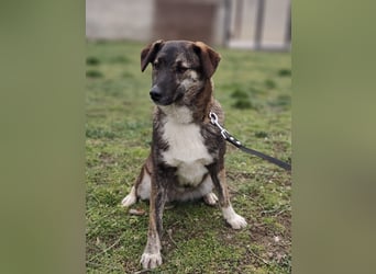 LUCY - die liebe und freundliche Hündin sucht eine unternehmungslustige Familie!
