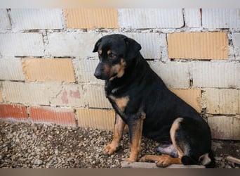 MARLEY - ich suche ein tolles Zuhause!