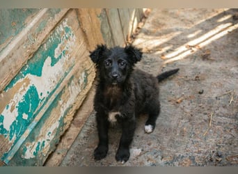 Welpe Chip-Nr. 271729 - das süße Mädel bringt ein große Portion Leben und Frohsinn in ihr Zuhause!