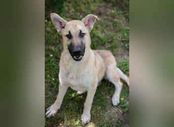 WINNIE - ich bin fröhlich und aktiv und auf der Suche nach einer eigenen Familie!