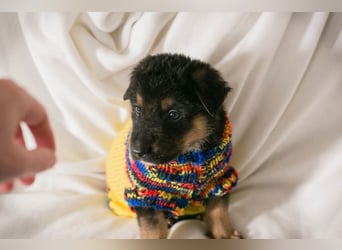 Welpe MARS - der kleine Racker träumt von tollen Abenteuern mit seiner Familie