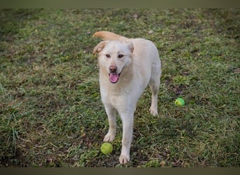 CAMILLA - das hübsche Mädchen wartet sehnsüchtig auf ein eigenes Für-Immer Zuhause