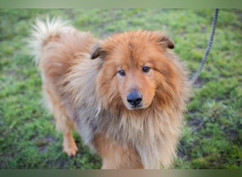 Chip-Nr. 259433  - der hübsche, menschenbezogene Rüde sucht ein liebevolles Zuhause!