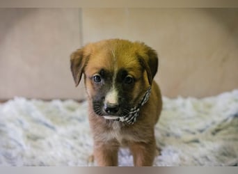 Welpe Chip-Nr. 256861 - ich suche einen Namen und am besten auch gleich ein eigenes Zuhause!