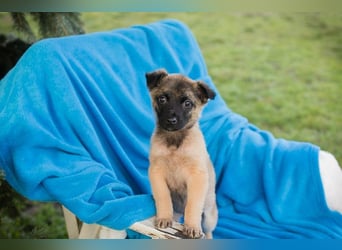 Welpe BARNABY - der kleine Mann freut sich auf tolle Abenteuer mit seiner Familie!