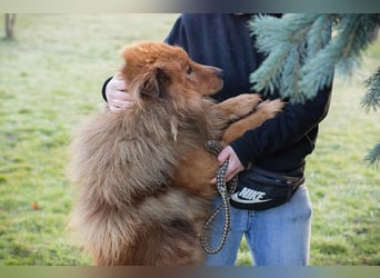 Chip-Nr. 259433  - der hübsche, menschenbezogene Rüde sucht ein liebevolles Zuhause!