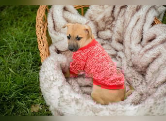 Welpe LESSER - der kleine Racker erobert die Herzen im Sturm und freut sich auf sein Zuhause!
