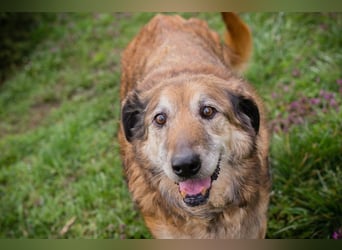 MICK - der liebe und neugierige Senior möchte in Ruhe bei seiner Familie ankommen
