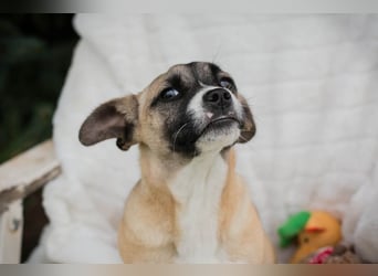 Welpe MAIKE - die aufgeschlossene, fröhliche kleine Maus freut sich auf ihre eigene Familie!
