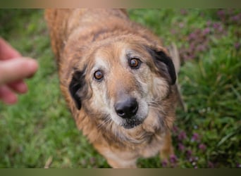 MICK - der liebe und neugierige Senior möchte in Ruhe bei seiner Familie ankommen