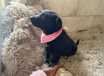 Welpe MIRA - na, kleines Mädchen, heute schon geknuddelt?