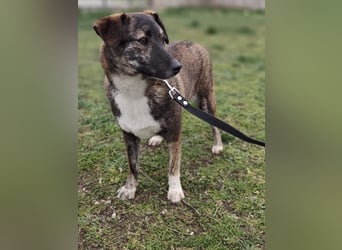 LUCY - die liebe und freundliche Hündin sucht eine unternehmungslustige Familie!