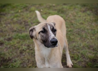 GUNTER - der süße Junghund freut sich auf tolle Abenteuer mit seinen Menschen!