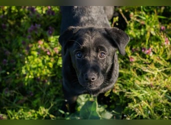 Welpe Chip-Nr. 267753 - wer schenkt mir sein Herz und ein Für-Immer Zuhause?