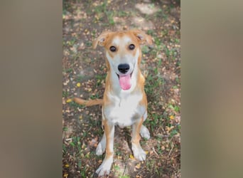 SVEN - wer schenkt mir ein Zuhause und zeigt mir die Welt?