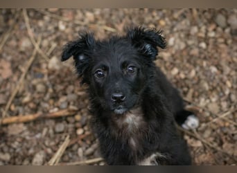 Welpe Chip-Nr. 271729 - das süße Mädel bringt ein große Portion Leben und Frohsinn in ihr Zuhause!