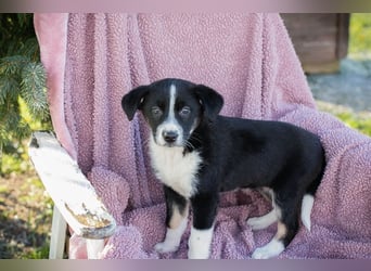 Welpe ORIANA - das süße, neugierige Mädchen wartet sehnsüchtig auf eine eigene Familie