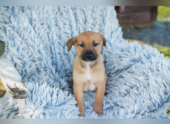 Welpe BRADY - das kleine Kerlchen freut sich auf sein eigenes Zuhause!