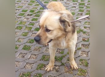 TUGDIL - ich gehe bereits toll an der Leine und suche eine konsequente Familie!