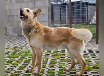 MATEL - der hübsche, freundliche Rüde sucht Menschen mit Hundeerfahrung