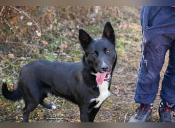 MIRAN - der aktive, zugängliche Rüde sucht eine hundeerfahrene, unternehmungslustige Familie!