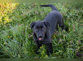 Welpe Chip-Nr. 267753 - wer schenkt mir sein Herz und ein Für-Immer Zuhause?