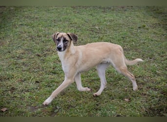 GUNTER - der süße Junghund freut sich auf tolle Abenteuer mit seinen Menschen!