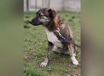 LUCY - die liebe und freundliche Hündin sucht eine unternehmungslustige Familie!