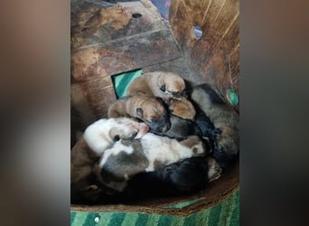 Welpe Chip-Nr. 273268 - welche liebe Familie zeigt mir, wie schön ein Hundeleben sein kann?