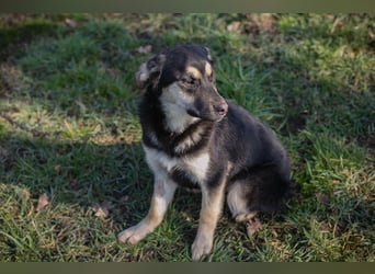 Chip-Nr. 260490 - wenn ich groß bin möchte ich ein richtiger Familienhund sein!