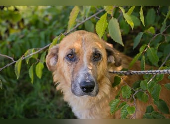 MANUEL - der liebe, brave Senior möchte so gerne noch Geborgenheit im eigenen Zuhause kennenlernen..