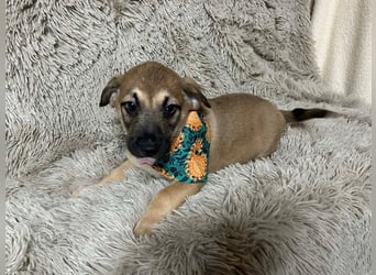 Welpe Chip-Nr. 256522 - der kleine Mann träumt von tollen Abenteuern mit seinen Menschen