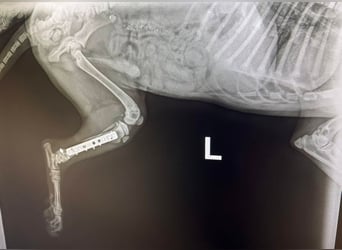 Welpe HUBSI - der fröhliche und lebhafte kleine Junge sucht eine unternehmungslustige Familie!