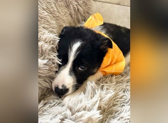 Welpe MILA - kuscheln, lernen, spielen - wer schenkt mir ein tolles Für-Immer Zuhause?