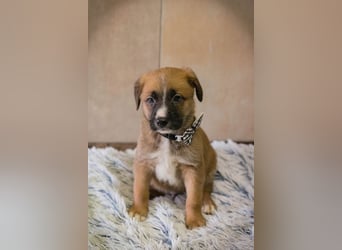 Welpe Chip-Nr. 256861 - ich suche einen Namen und am besten auch gleich ein eigenes Zuhause!