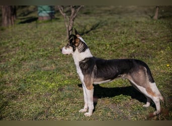JIM - der neugierige, aktive und junge Rüde freut sich auf tolle Abenteuer mit seinen Menschen