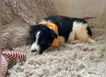 Welpe MILA - kuscheln, lernen, spielen - wer schenkt mir ein tolles Für-Immer Zuhause?