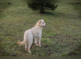 CAMILLA - das hübsche Mädchen wartet sehnsüchtig auf ein eigenes Für-Immer Zuhause