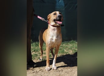 ROXY - die ausgeglichene, gesellige Hündin möchte DEIN Herz erobern!