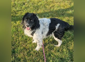 CRNI - der neugierige und aktive Rüde sucht eine unternehmungslustige Familie!