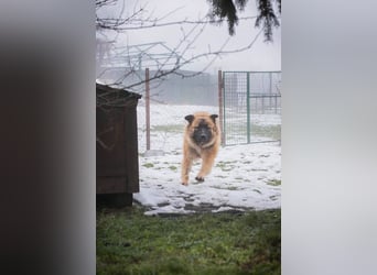 HEROY - der aktive, fröhliche Rüde freut sich auf eine tolle Zeit mit seinen Menschen!