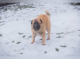 HEROY - der aktive, fröhliche Rüde freut sich auf eine tolle Zeit mit seinen Menschen!