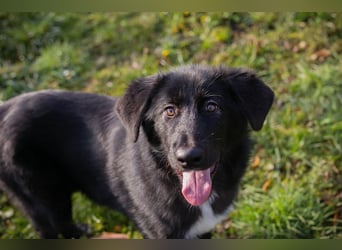 SENTA - diese tolle Begleiterin sucht ein liebevolles Für-Immer Zuhause