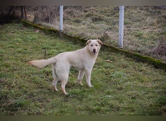 CAMILLA - das hübsche Mädchen wartet sehnsüchtig auf ein eigenes Für-Immer Zuhause