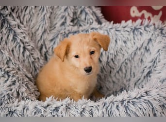 Welpe LAETIZIA - Hallo, kleine Maus! Heute schon geknuddelt?